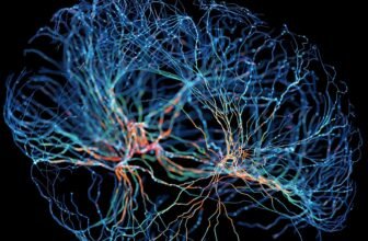 This Survey Requested Neuroscientists If Reminiscences Can Be Extracted From the Useless. Right here’s What They Stated