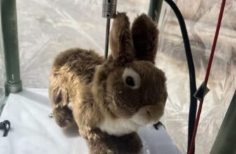 Robo-Bunnies Are the Newest Weapon In opposition to Florida’s Invasive Pythons