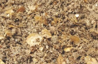 Historical DNA Unlocks the Secret Recipe of Roman Fish Sauce