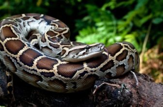 Scientists Uncover Secret Weapon That Permits Pythons to Digest Bones