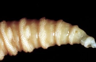 U.S. to Dump Billions of Flies From Planes to Struggle ‘Man-Eater’ Maggots