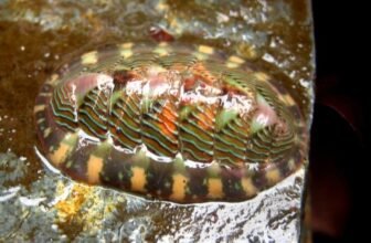 The Weird Organic Trick That Makes Mollusk Enamel Harder Than Metal