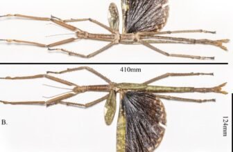 Horrifyingly Enormous New Stick Insect Found Precisely The place You Assume