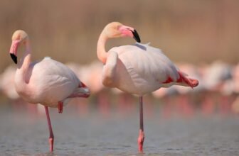 Flamingoes Can Sluggish Down Getting old—However Solely If They Embrace This Way of life