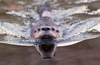 ‘Bizarre Wanting’ Otter Poo Reveals an Sudden Position in Parasite Management