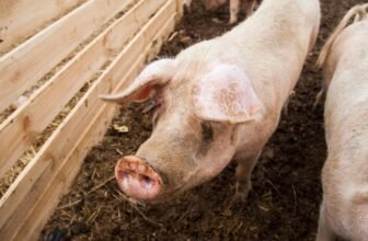 In a First, a Human Breathed Utilizing an Implanted Pig Lung