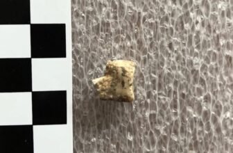 Bronze Age People Acquired Excessive on Psychoactive Betel Nuts