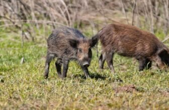 Wild Pigs in California Are Turning Neon Blue on the Inside, Officers Warn